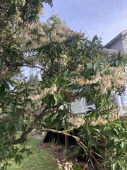 Pieris