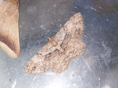 Psilalcis galsworthyi