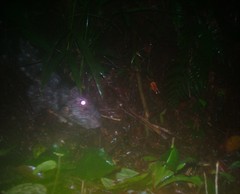 Cuniculus taczanowskii