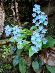 Omphalodes cappadocica