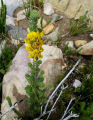 Aspalathus shawii shawii