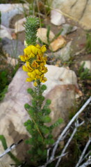 Aspalathus shawii shawii