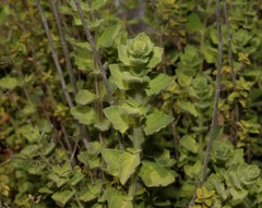 Origanum onites