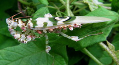 Pseudocreobotra wahlbergi