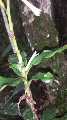 Dracaena reflexa image