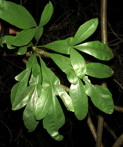 Cussonia arenicola
