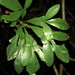 Cussonia arenicola - Photo (c) Ricky Taylor,  זכויות יוצרים חלקיות (CC BY-NC), הועלה על ידי Ricky Taylor