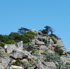 Widdringtonia wallichii