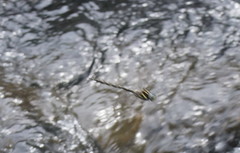 Notoaeschna sagittata