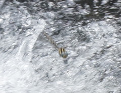 Notoaeschna sagittata