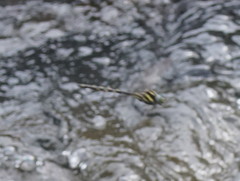 Notoaeschna sagittata