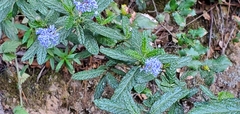 Ceanothus papillosus