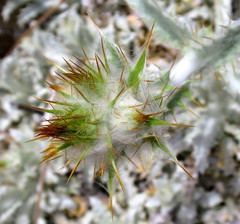 Berkheya francisci