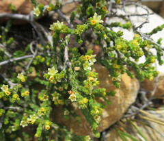 Diosma apetala