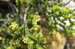 Diosma apetala