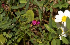 Onobrychis caput-galli