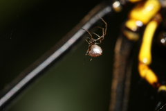 Argyrodes bonadea
