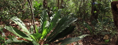 Anthurium crenatum