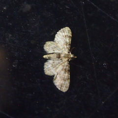 Gymnoscelis admixtaria