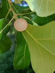 Amphibolips quercusracemaria