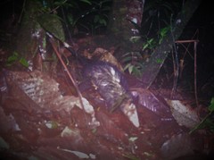 Didelphis marsupialis