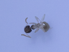Tapinoma melanocephalum
