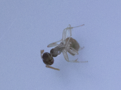 Tapinoma melanocephalum