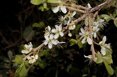 Prunus spinosa dasyphylla