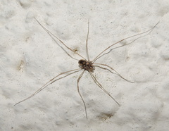 Platybunus pinetorum