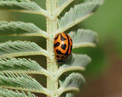 Peltoschema oceanicum