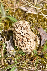 Morchella esculenta