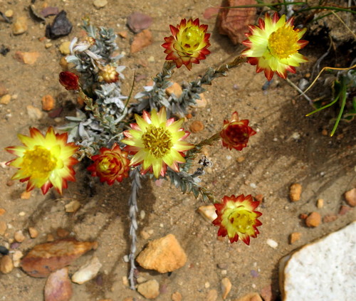 Image of Syncarpha virgata by no rights reserved
