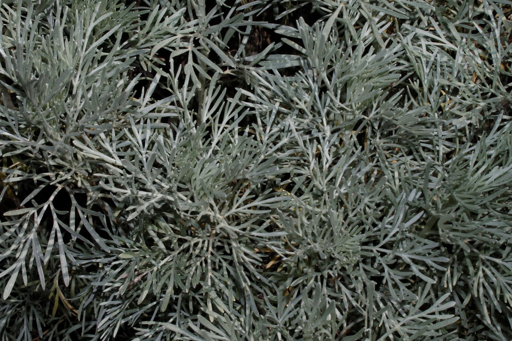 Hedge Artemisia from Περιφέρεια Βορείου Αιγαίου, Ελλάδα on April 12 ...