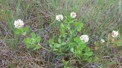 Trifolium michelianum