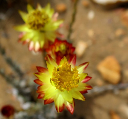 Image of Syncarpha virgata by no rights reserved
