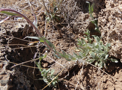 Boechera centrifendleri