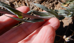 Boechera centrifendleri