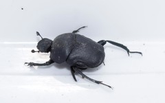 Gymnopleurus geoffroyi