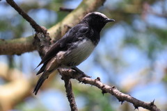 Oenanthe lugubris schalowi
