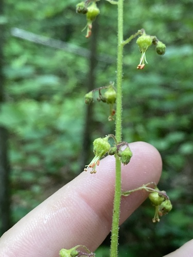 Heuchera americana