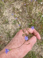Wahlenbergia marginata