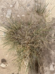 Bouteloua dactyloides