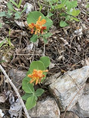 Lonicera flava