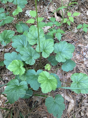 Heuchera americana