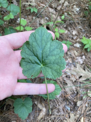 Heuchera americana