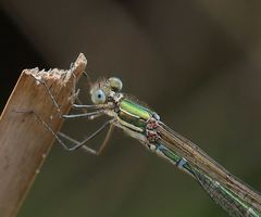 Austrolestes cingulatus