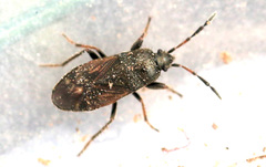 Megalonotus sabulicola
