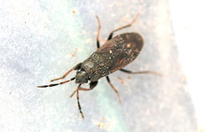 Megalonotus sabulicola