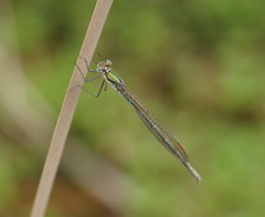 Austrolestes cingulatus