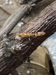 Pseudomyrmex pallidus